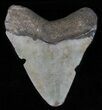 Juvenile Megalodon Tooth - Georgia #61699-1
